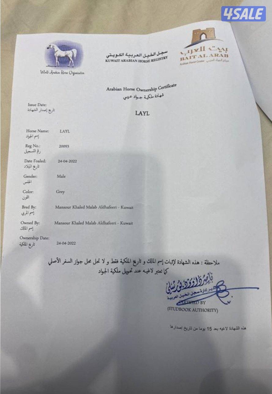 حصان واهو كميت3