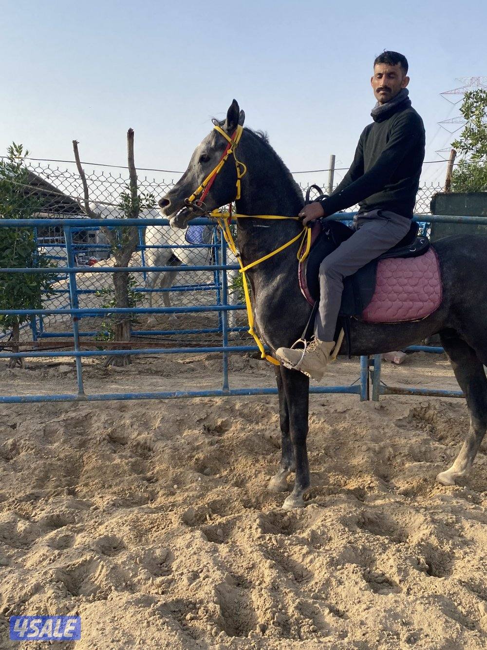 حصان واهو كميت4