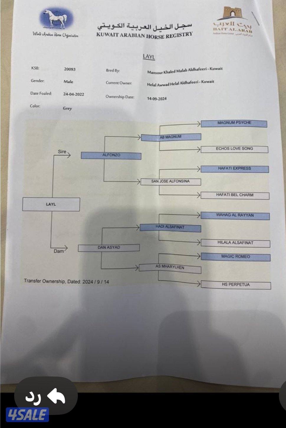 حصان واهو كميت5