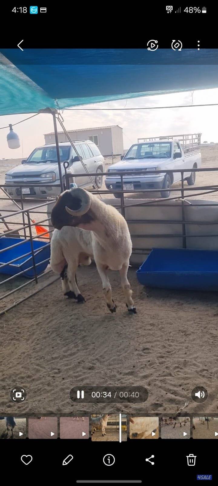 للبيع خروف فحل شرط القريع له ريس. ولد هدام ولد ابو 31 ولد الافجح ولد ب0