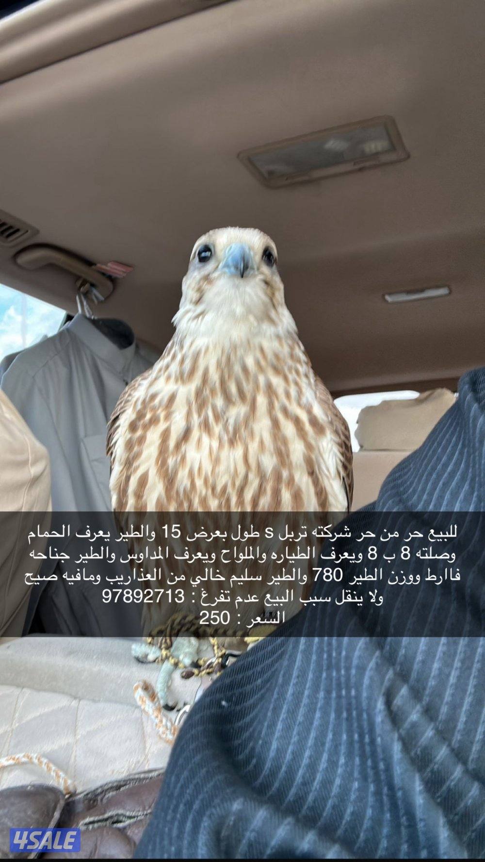 علومه عند الاتصال0