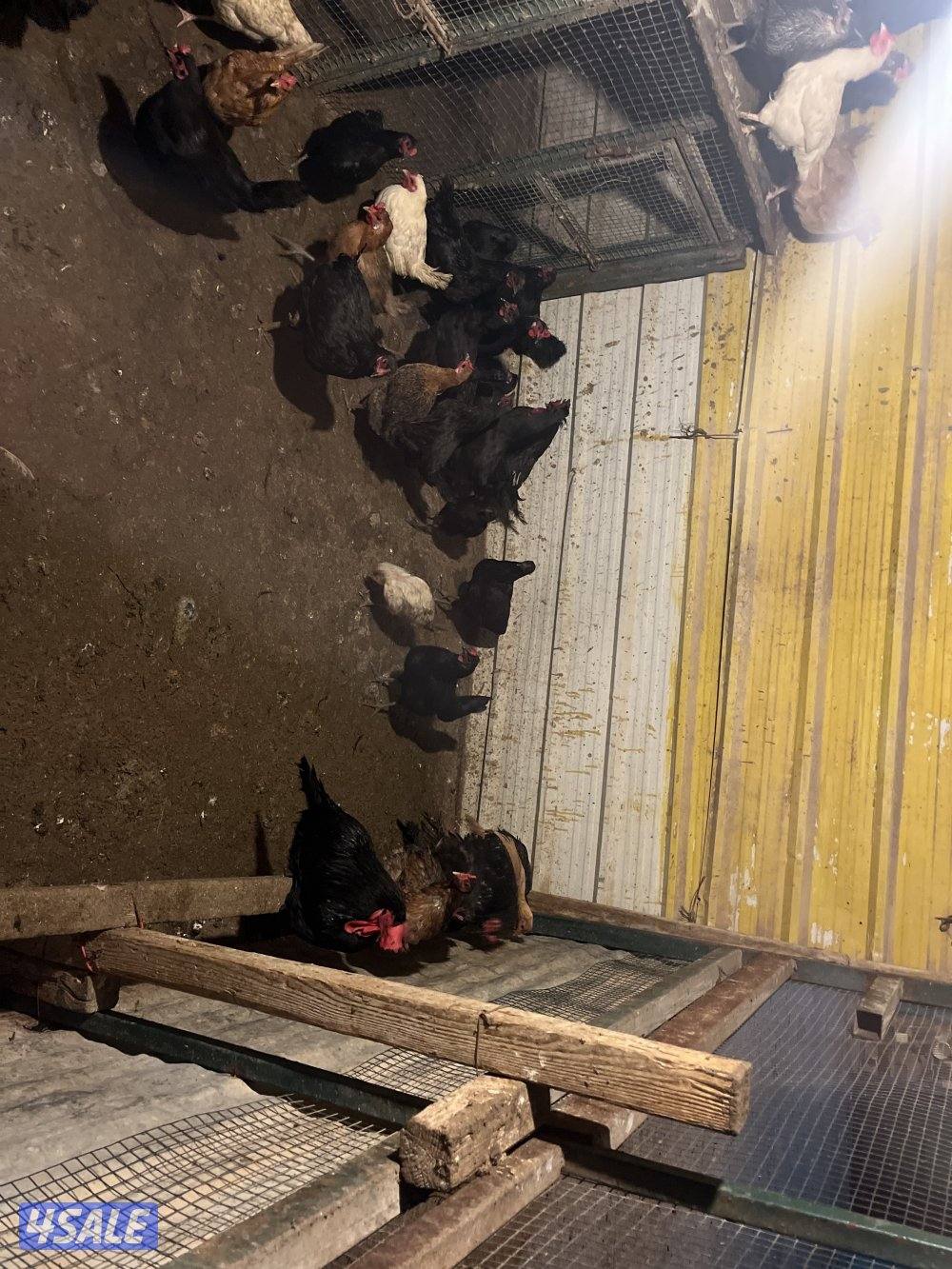 الوفره مقابل وفريتو1