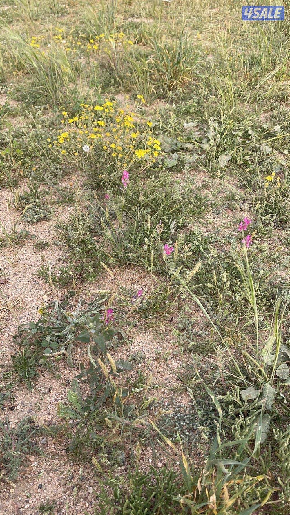 للبيع عزبه كامله مع محميه البيع من غير الشاليه مع اغراضها كامله2