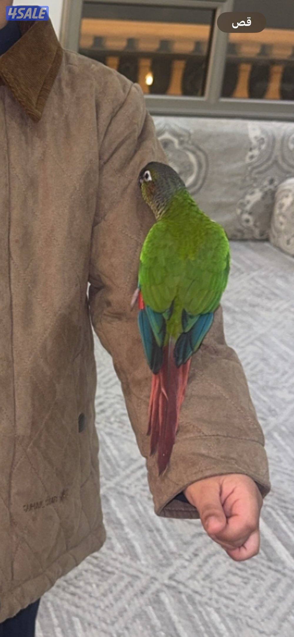 للبيع كنيور0