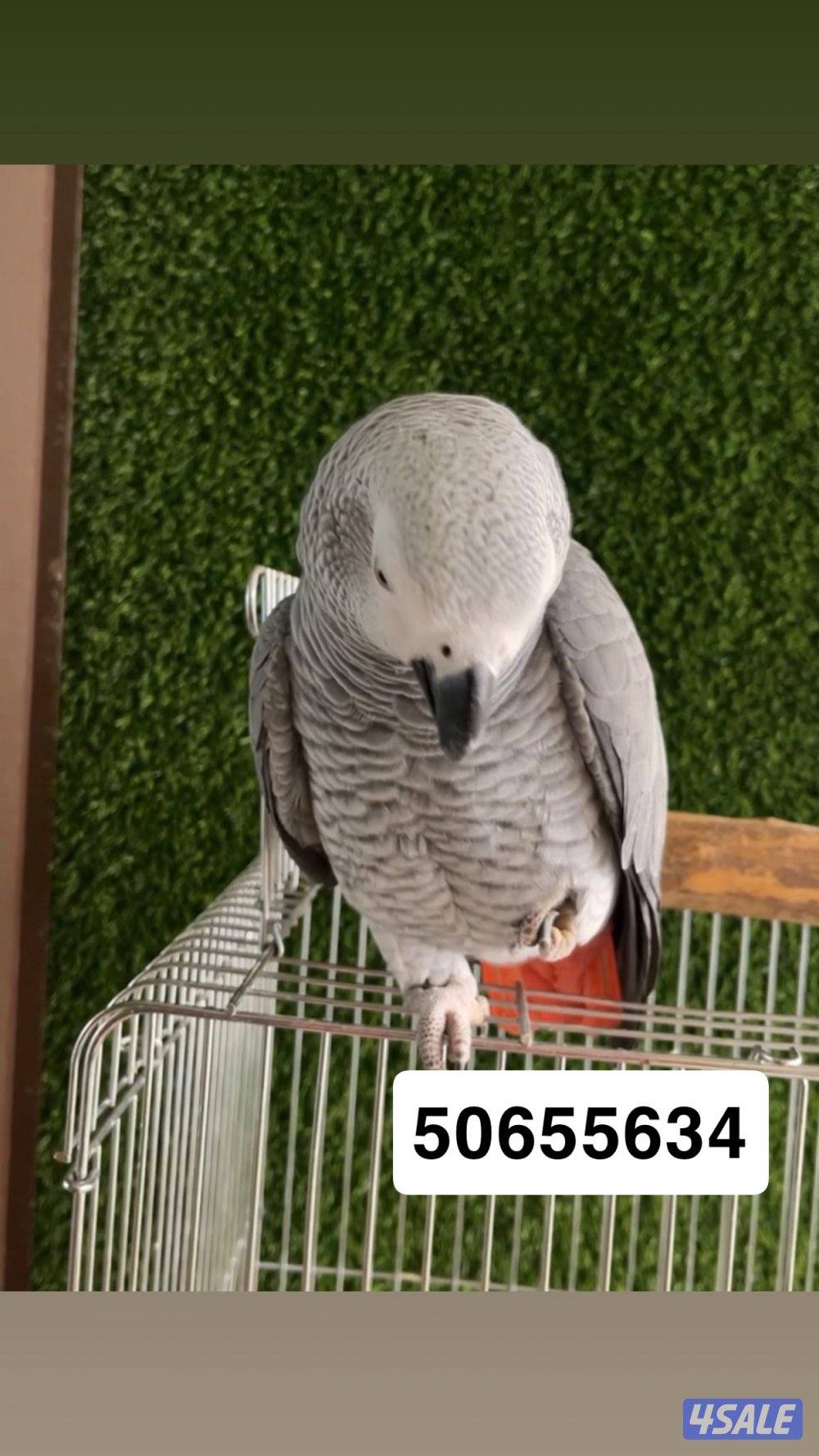 طير كاسكو ضاع بالجهرا - العيون - الي يلقاه مكافأة الف دينار ١٠٠٠1