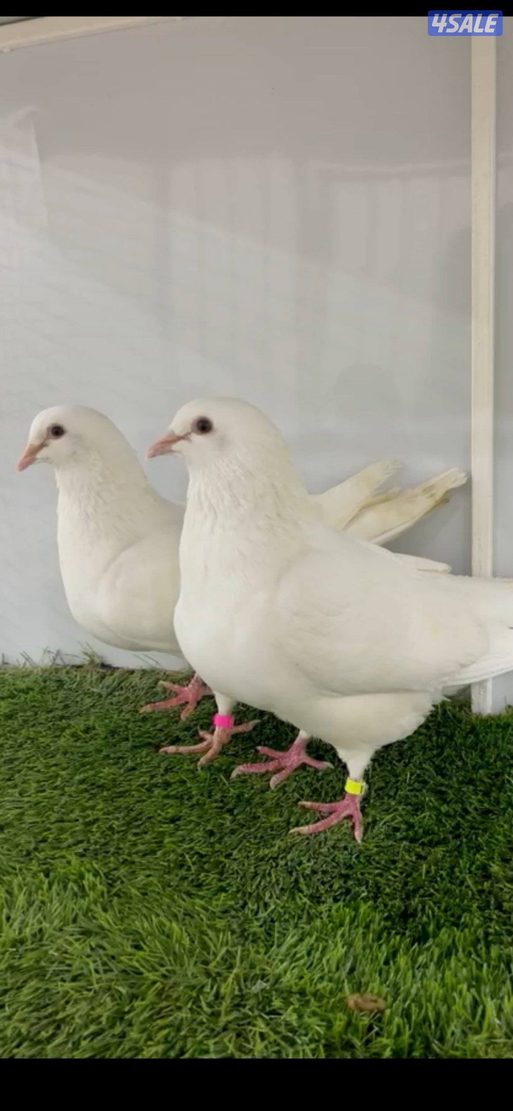 للبيع ازواج داخل الخانات وطبات قريب تزاوج لاحم ابيض1