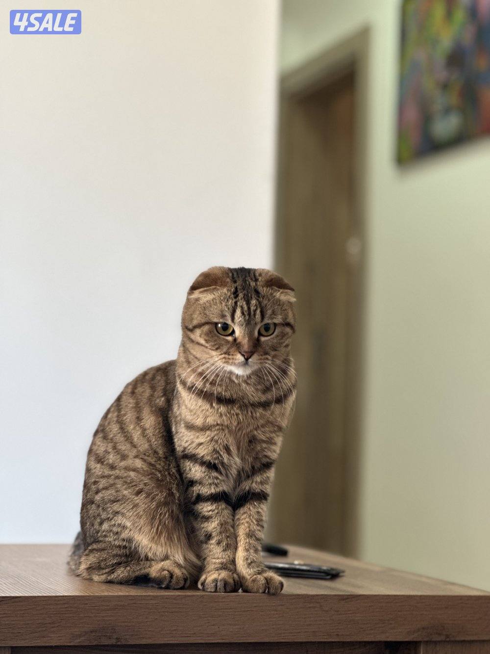 For ADOPTIONللتبني ضروري بداعي السفر 😭🙏🏻 please help me will travel2