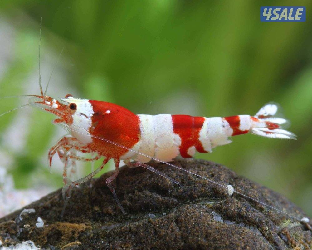 كاريدينا شريمب - Caridina Shrimp0