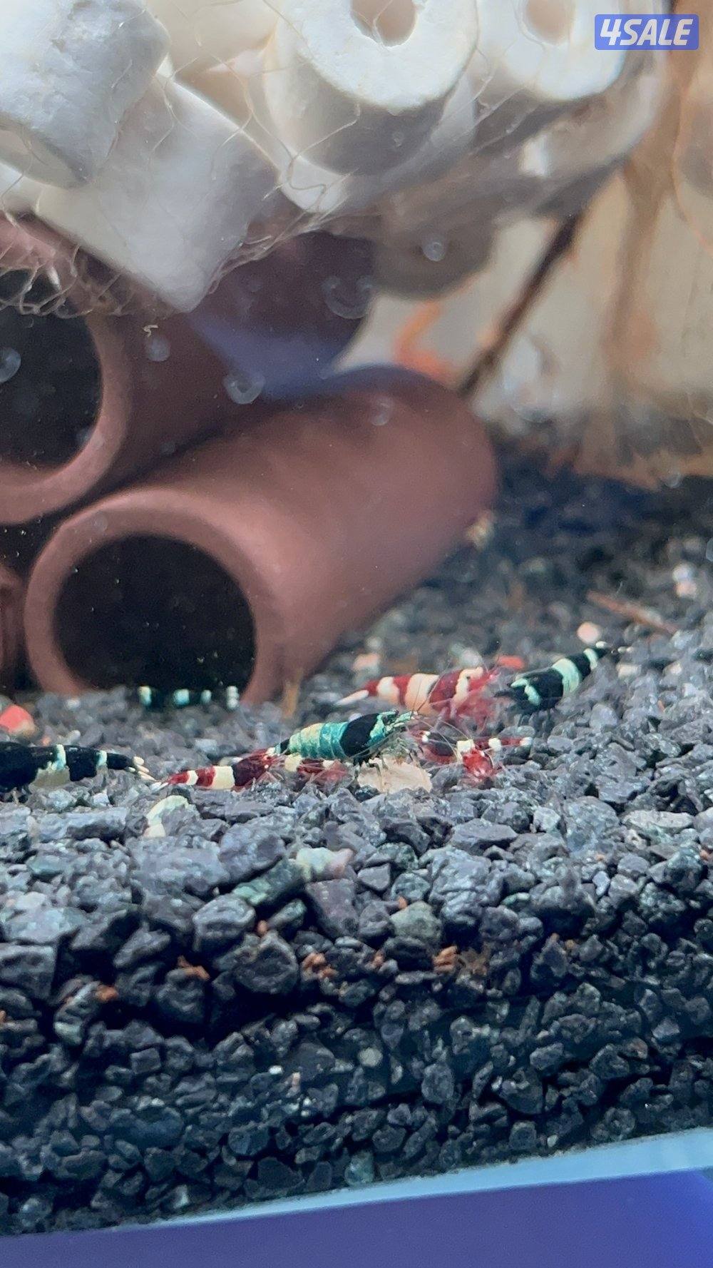 كاريدينا شريمب - Caridina Shrimp1