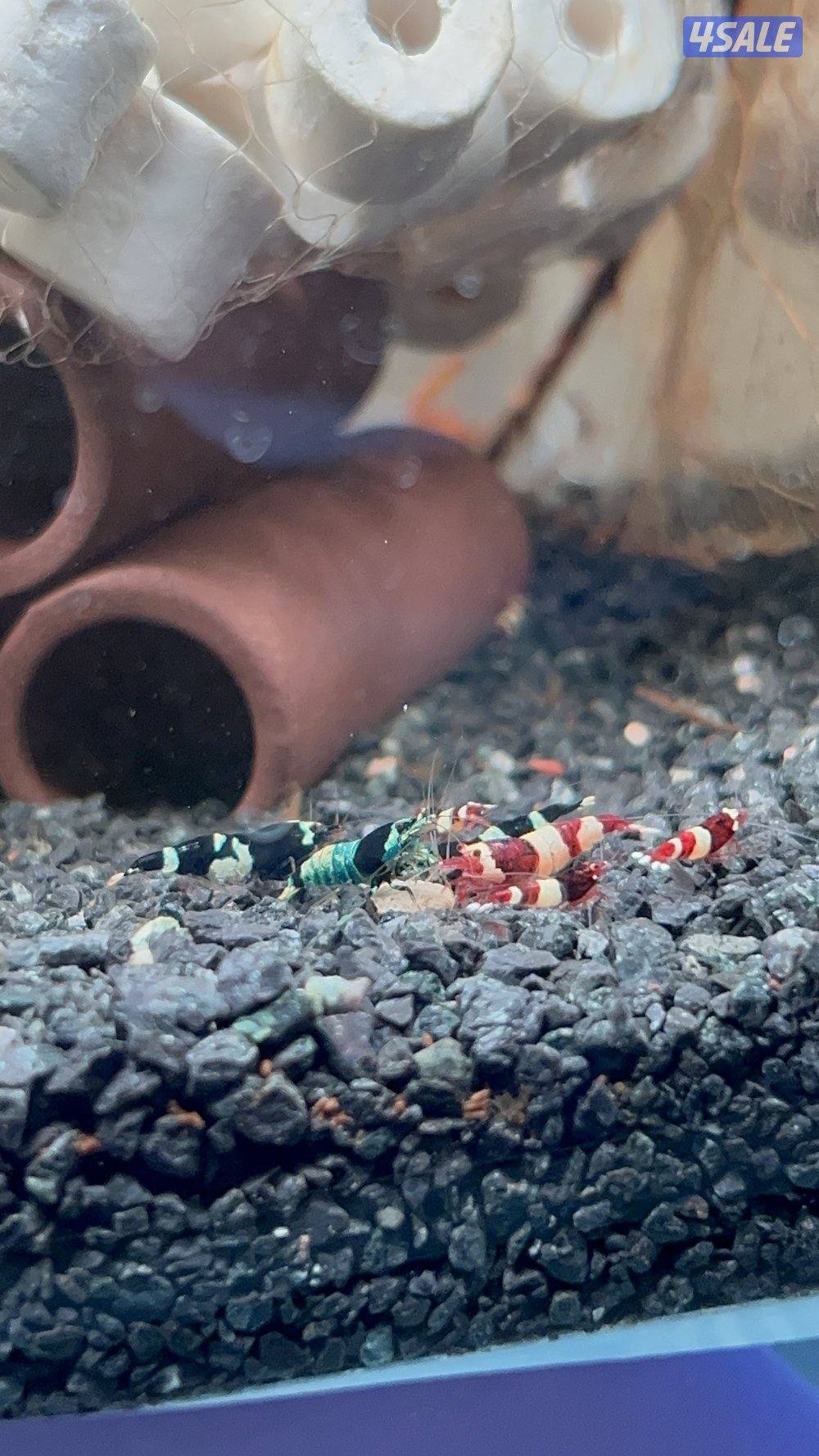 كاريدينا شريمب - Caridina Shrimp2