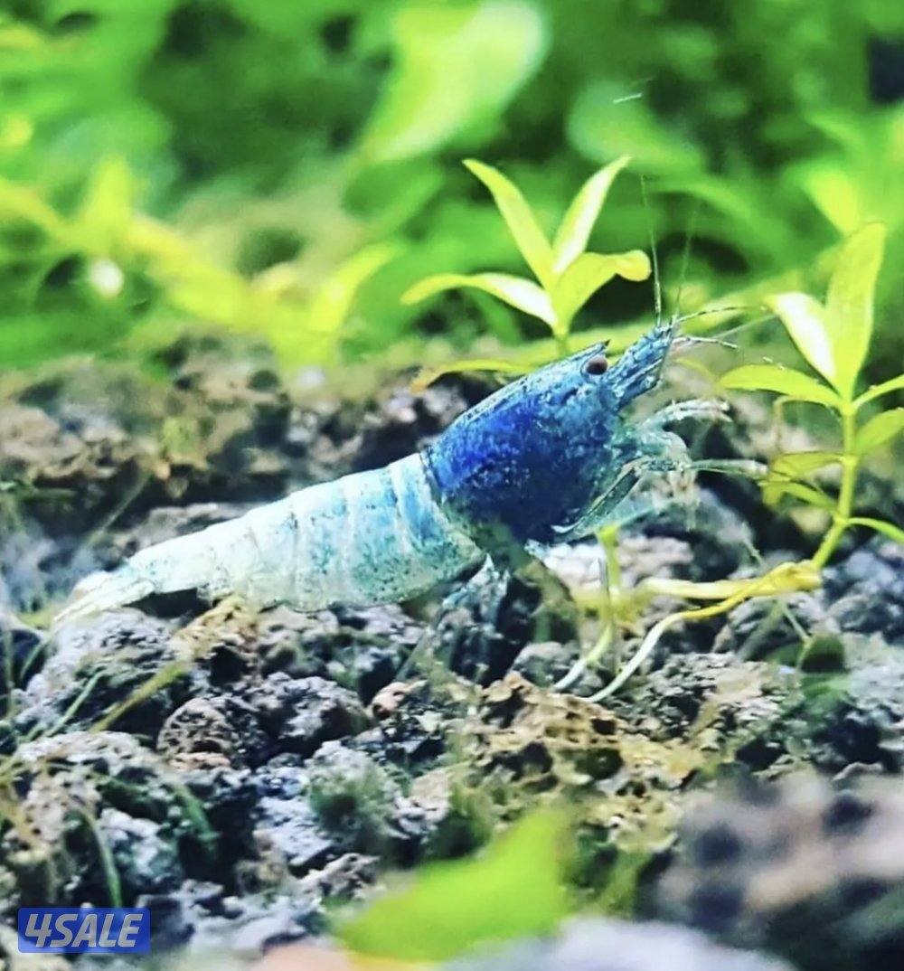 كاريدينا شريمب - Caridina Shrimp3