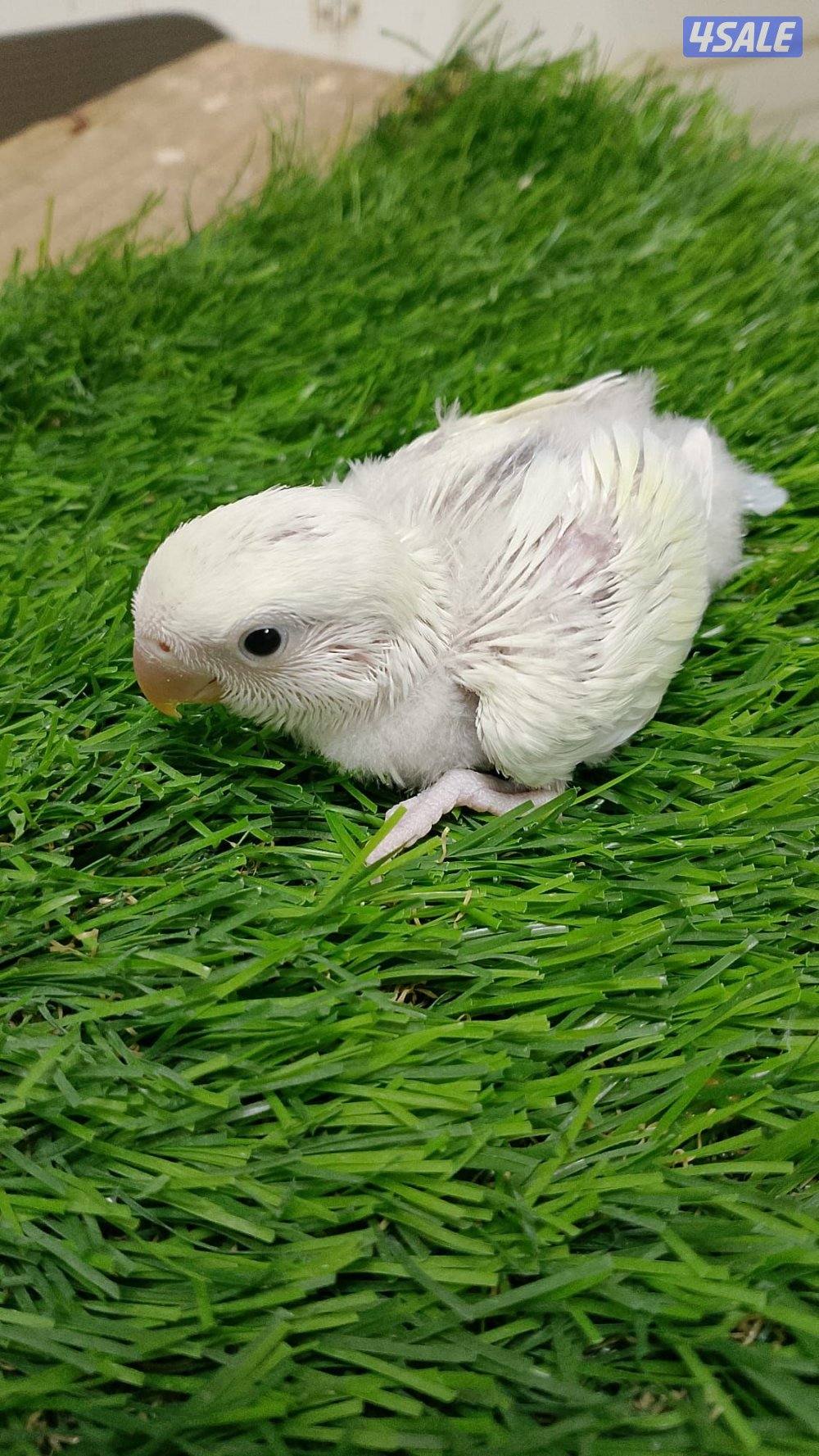 فروخ لوف بيرد انتاج الكويت0