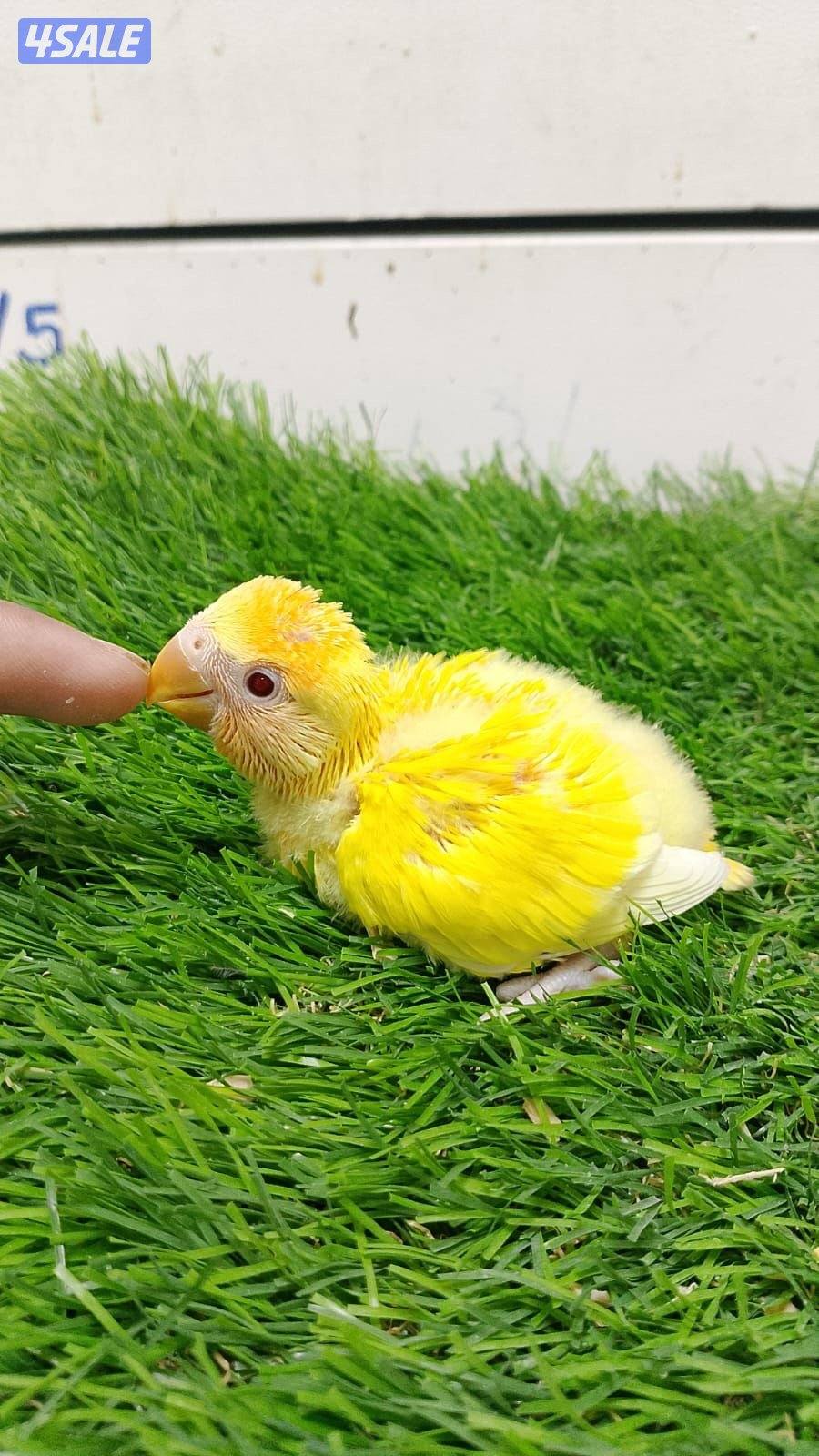 فروخ لوف بيرد انتاج الكويت1