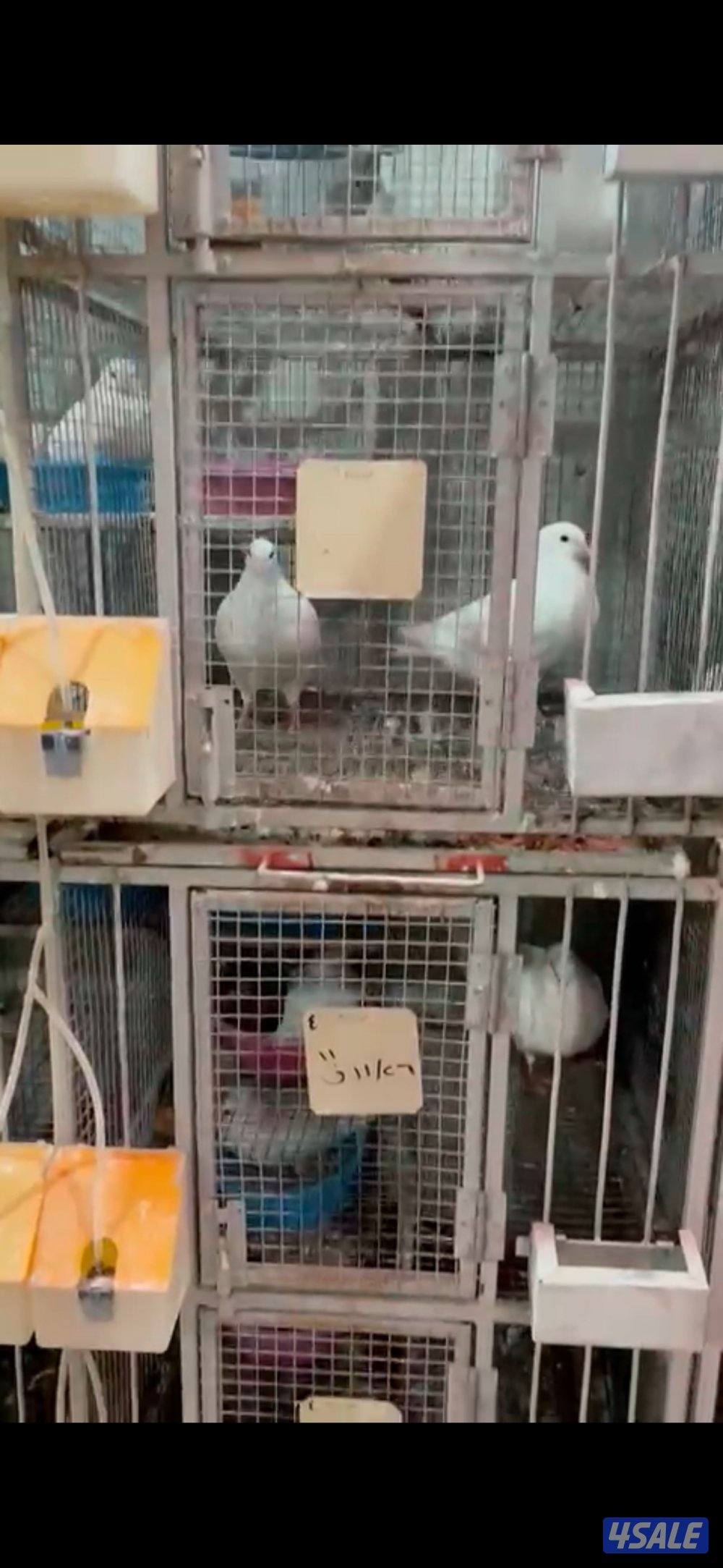 للبيع ازواج داخل الخانات وطبات قريب تزاوج لاحم ابيض4