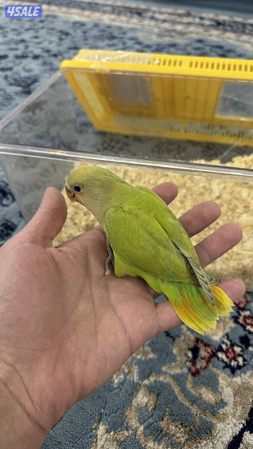 لوف بيرد + كروان انتاج 🇰🇼0