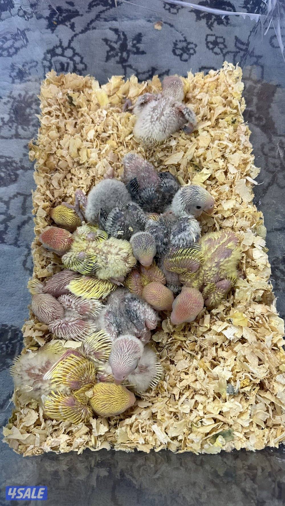 لوف بيرد + كروان انتاج 🇰🇼1