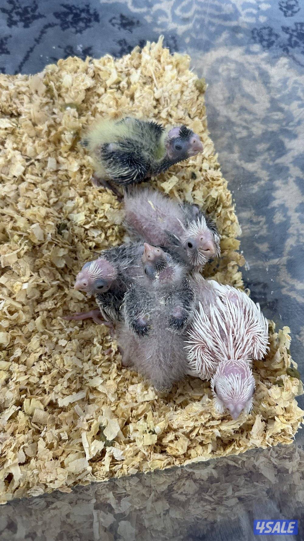 لوف بيرد + كروان انتاج 🇰🇼2