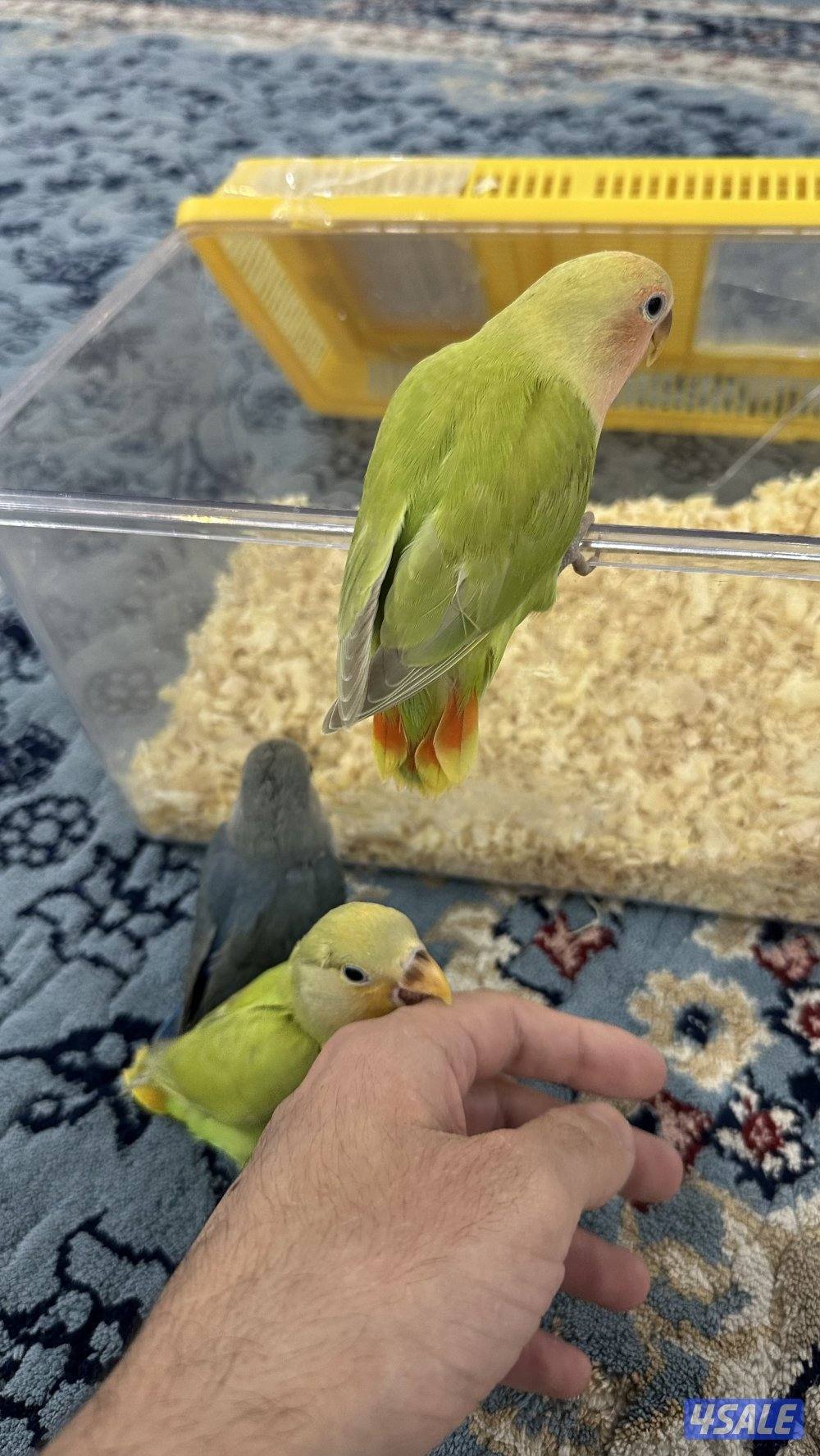 لوف بيرد + كروان انتاج 🇰🇼3