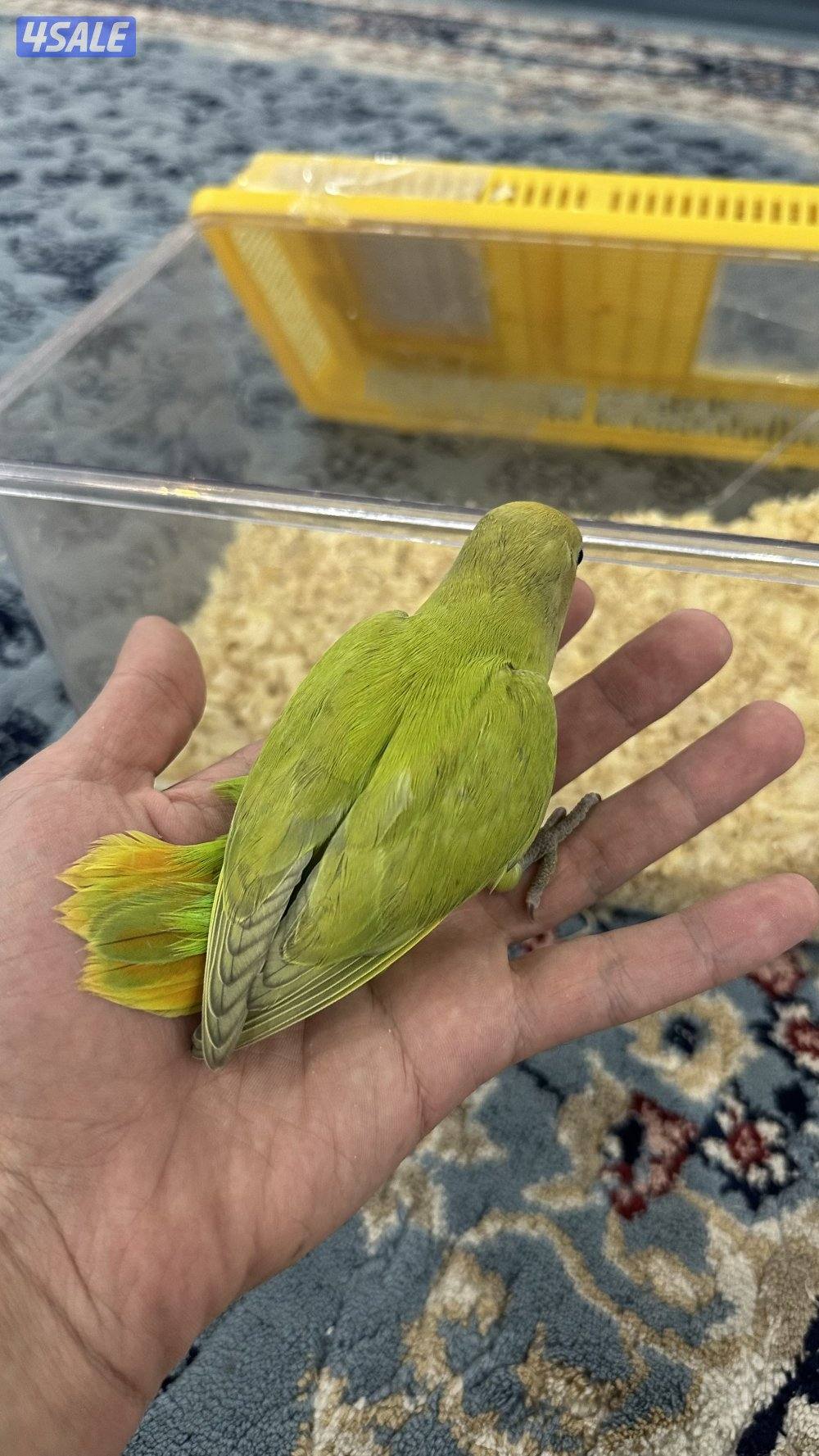 لوف بيرد + كروان انتاج 🇰🇼4