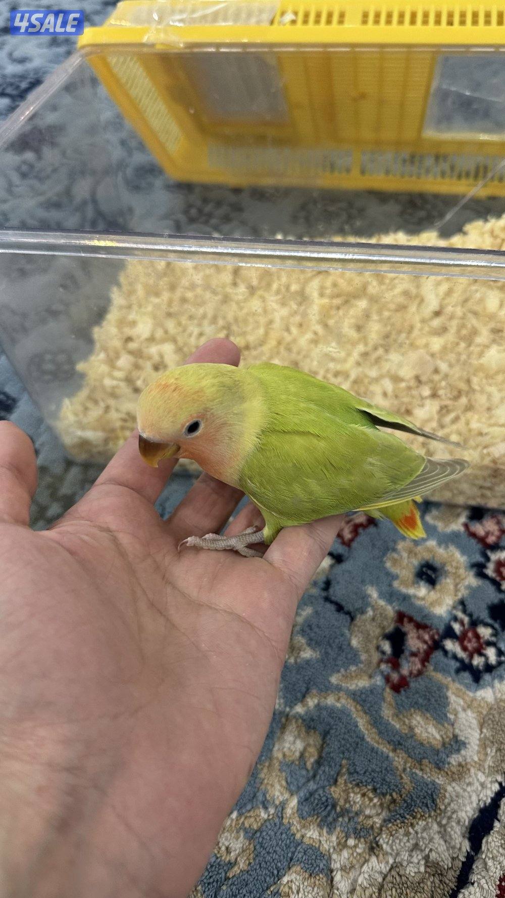 لوف بيرد + كروان انتاج 🇰🇼5