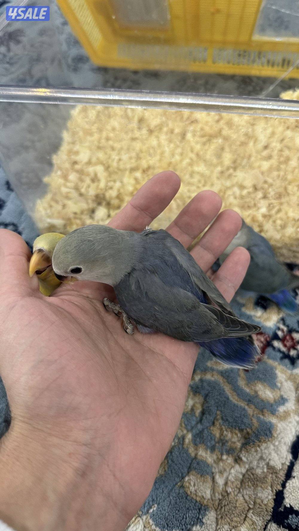 لوف بيرد + كروان انتاج 🇰🇼6