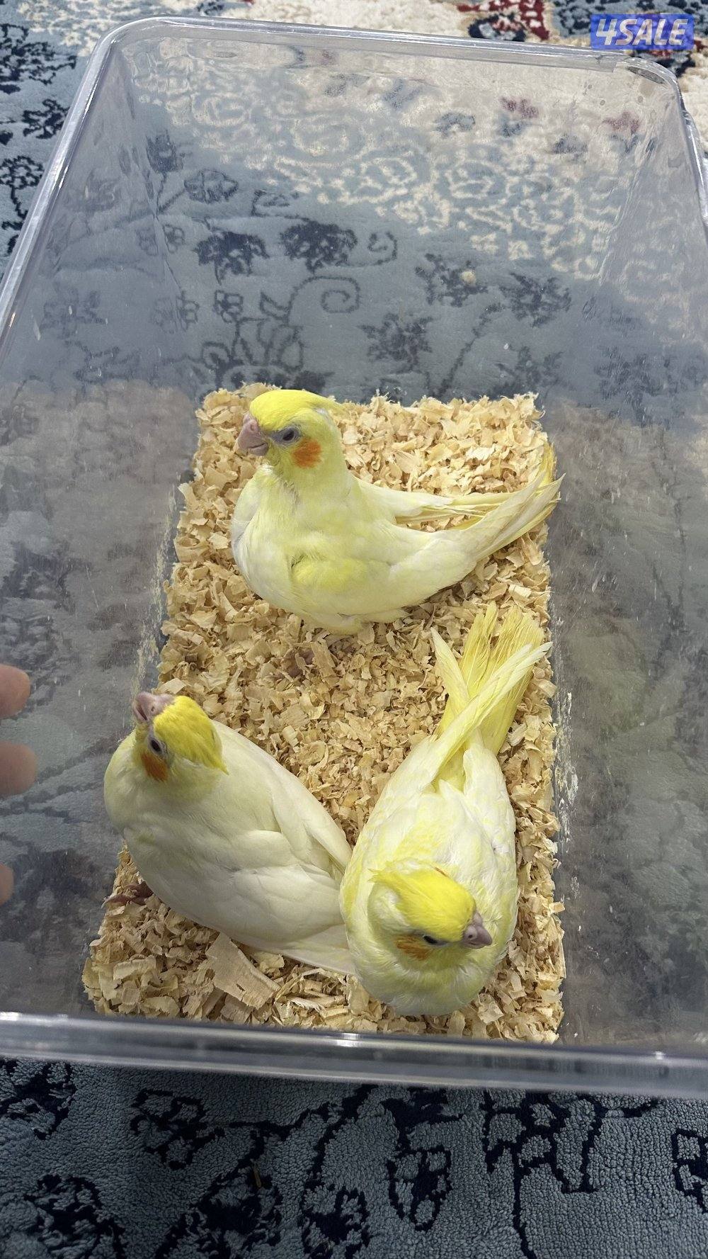 لوف بيرد + كروان انتاج 🇰🇼7