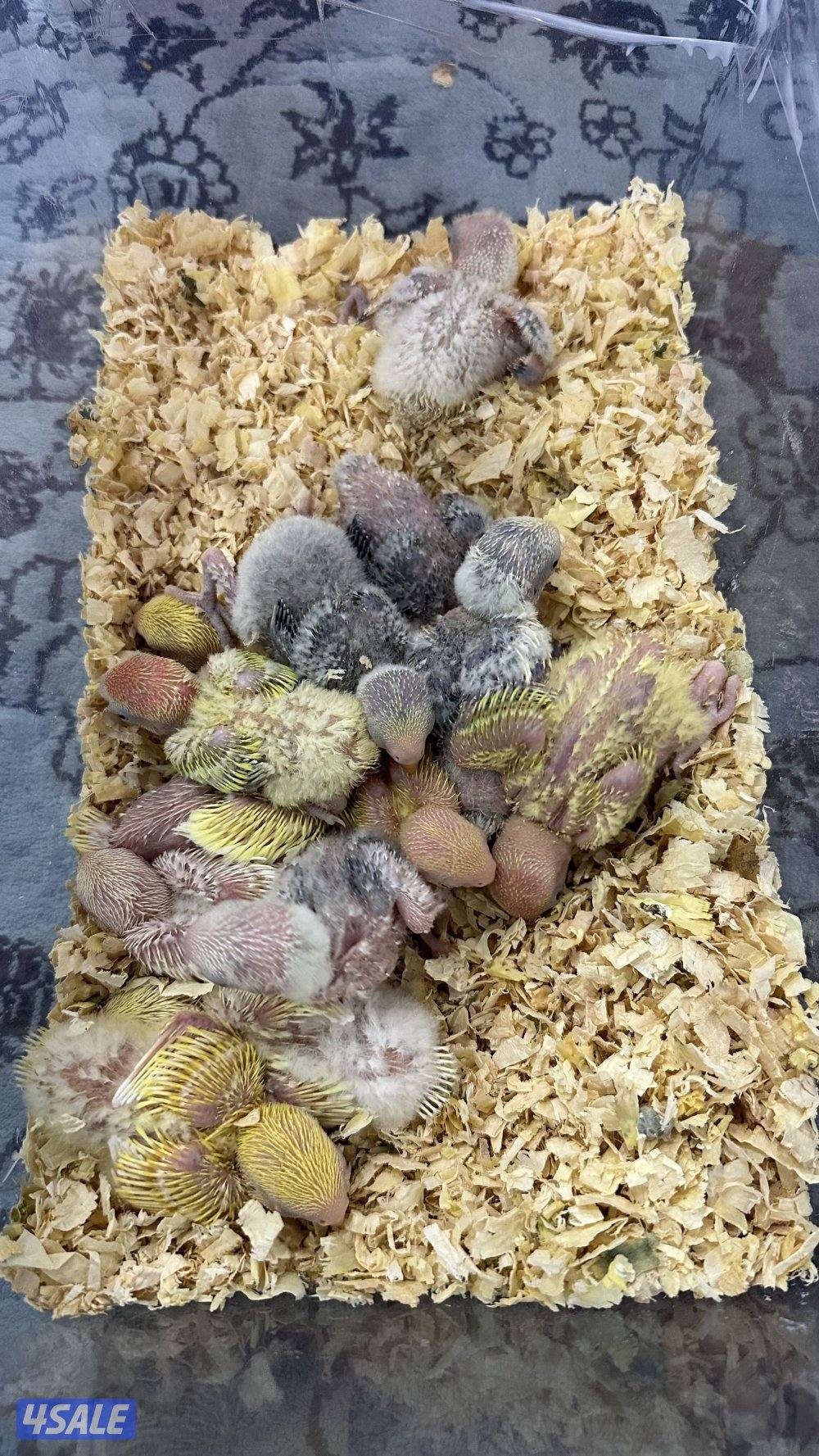 لوف بيرد + كروان انتاج 🇰🇼8