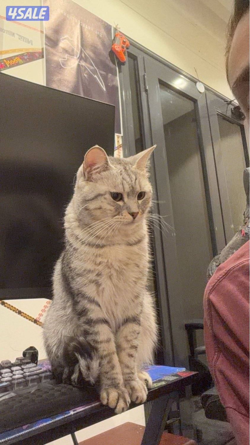 مجموعة قطط للبيع بريتش0