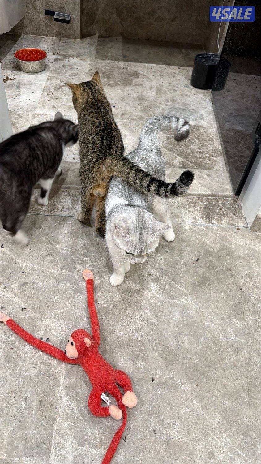 مجموعة قطط للبيع بريتش1