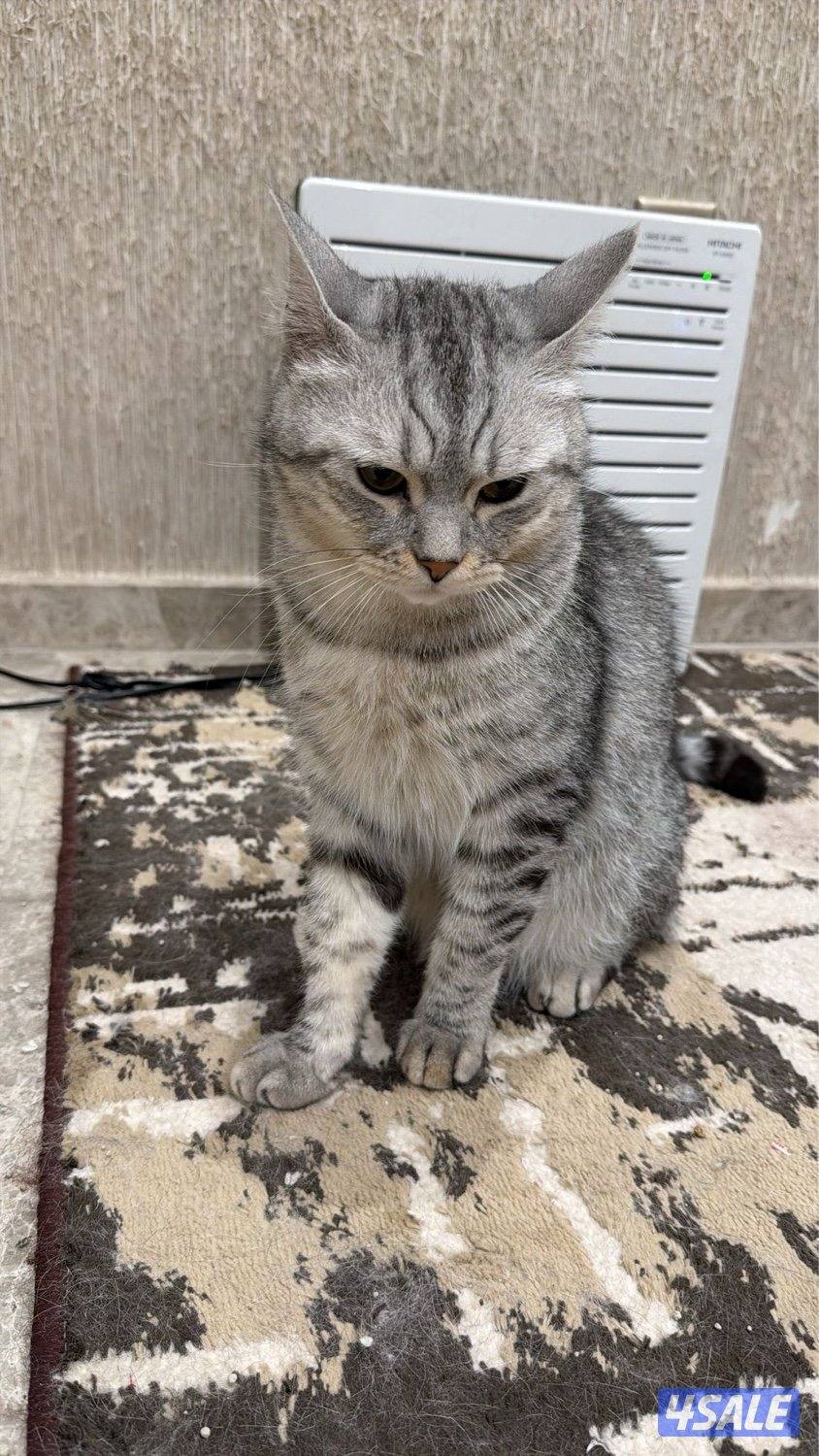 مجموعة قطط للبيع بريتش2