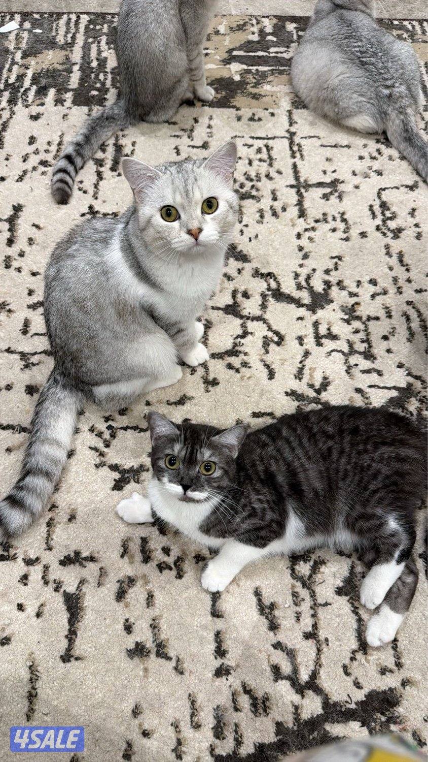 مجموعة قطط للبيع بريتش4