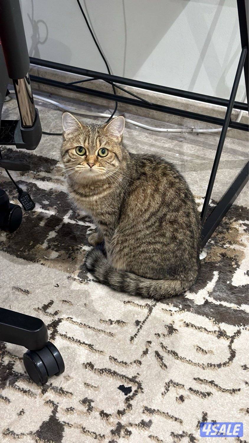 مجموعة قطط للبيع بريتش3