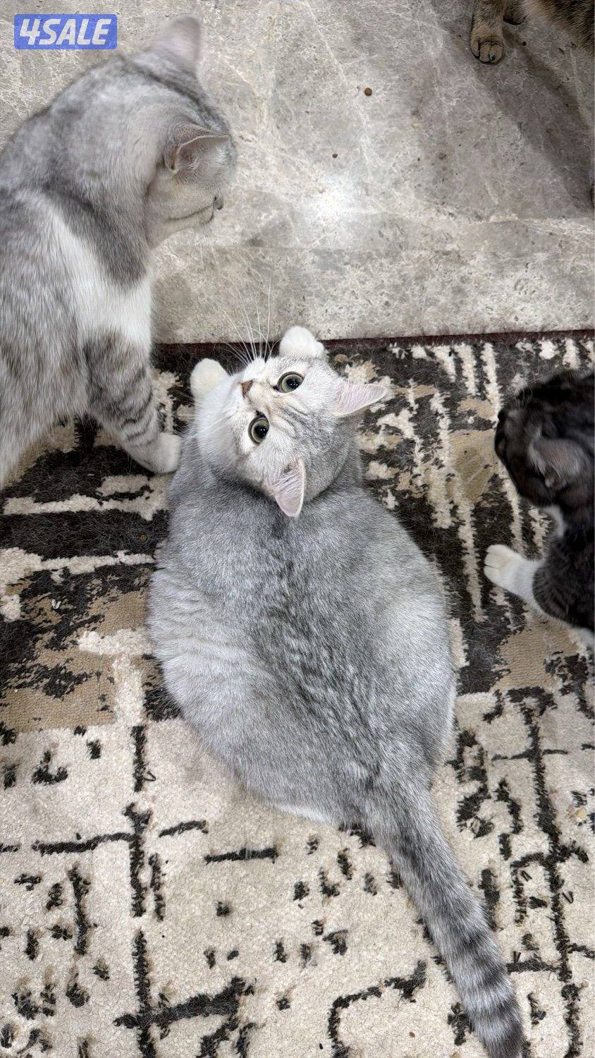 مجموعة قطط للبيع بريتش5