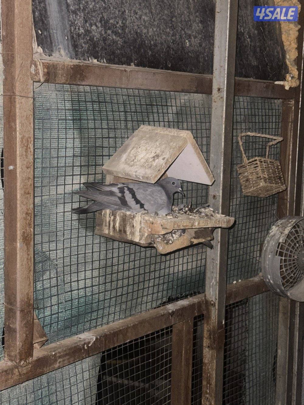 حمام دحل شرط اصلي0