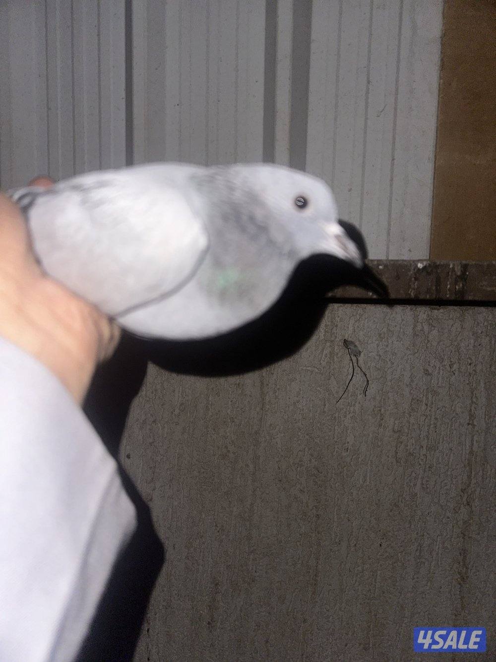 حمام دحل شرط اصلي1