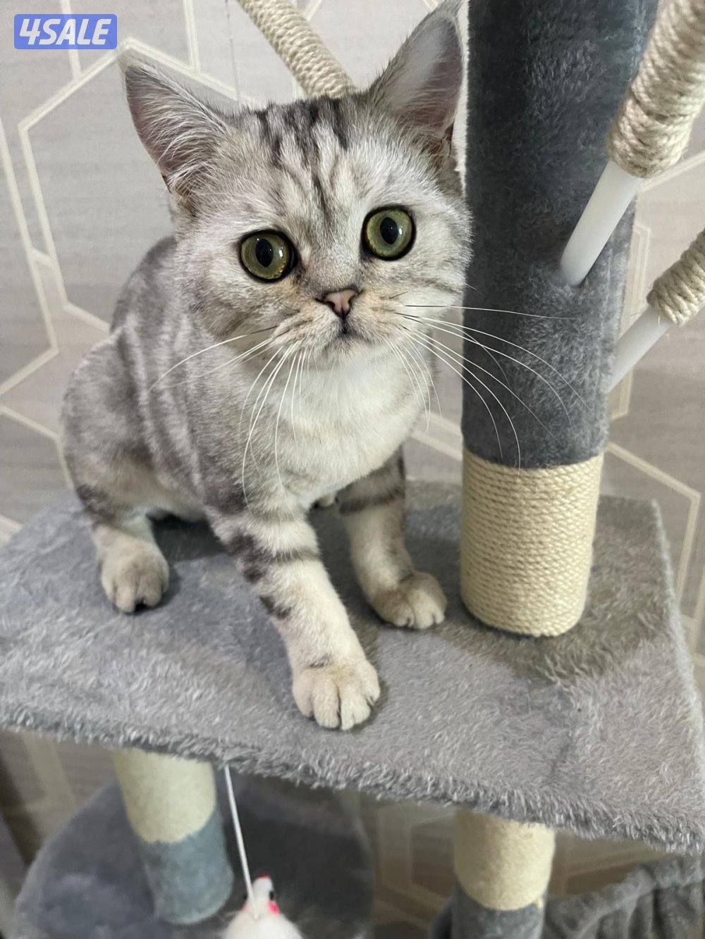 مندوب توصيل جميع انواع الحيوانات للبيطارية والصيدليات وحمامات السباحة0