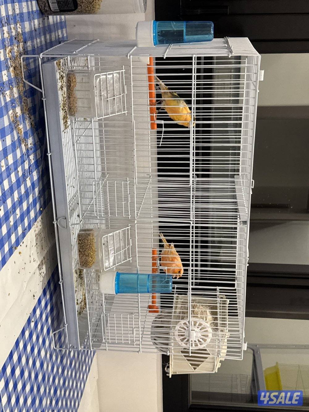 زوج كناري اسباني0