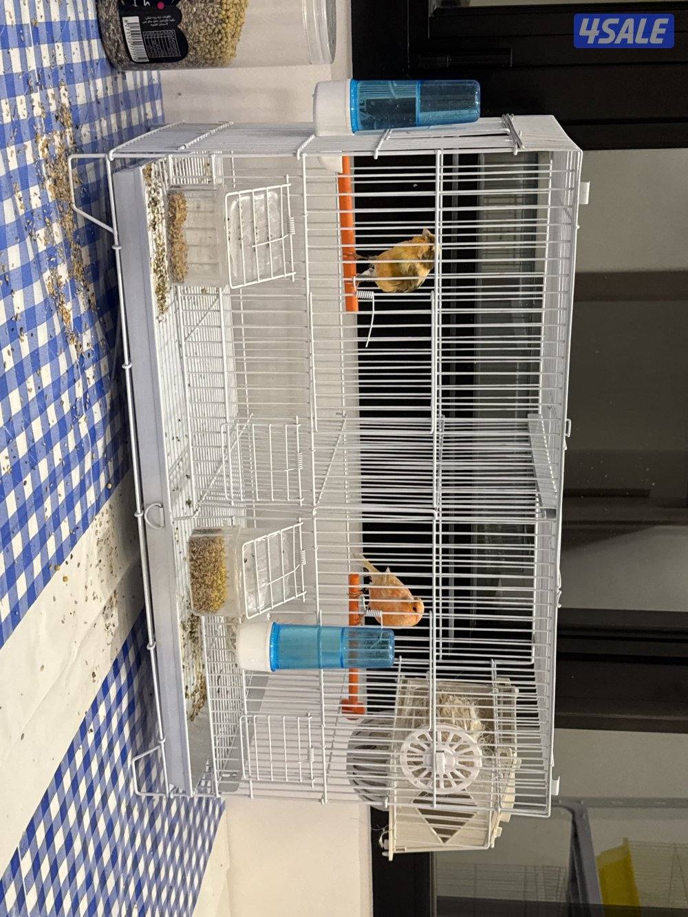 زوج كناري اسباني1