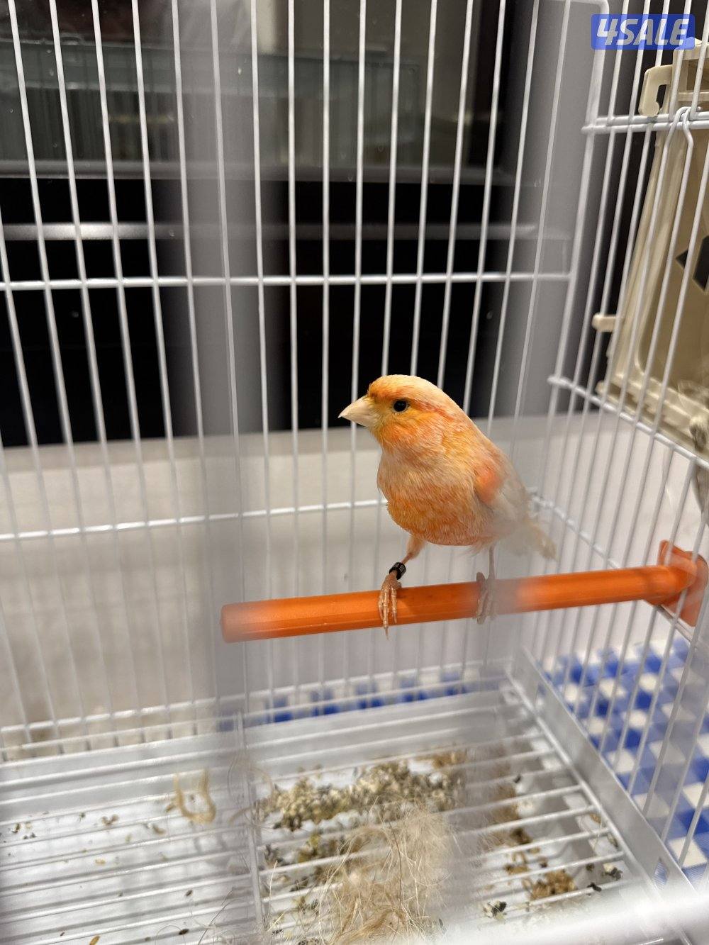 زوج كناري اسباني2