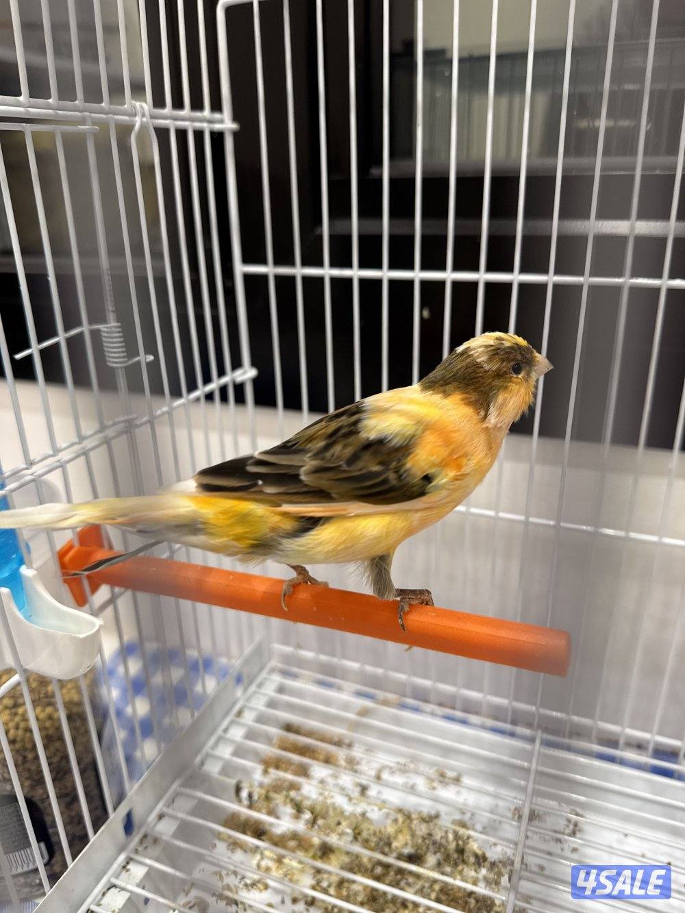 زوج كناري اسباني3