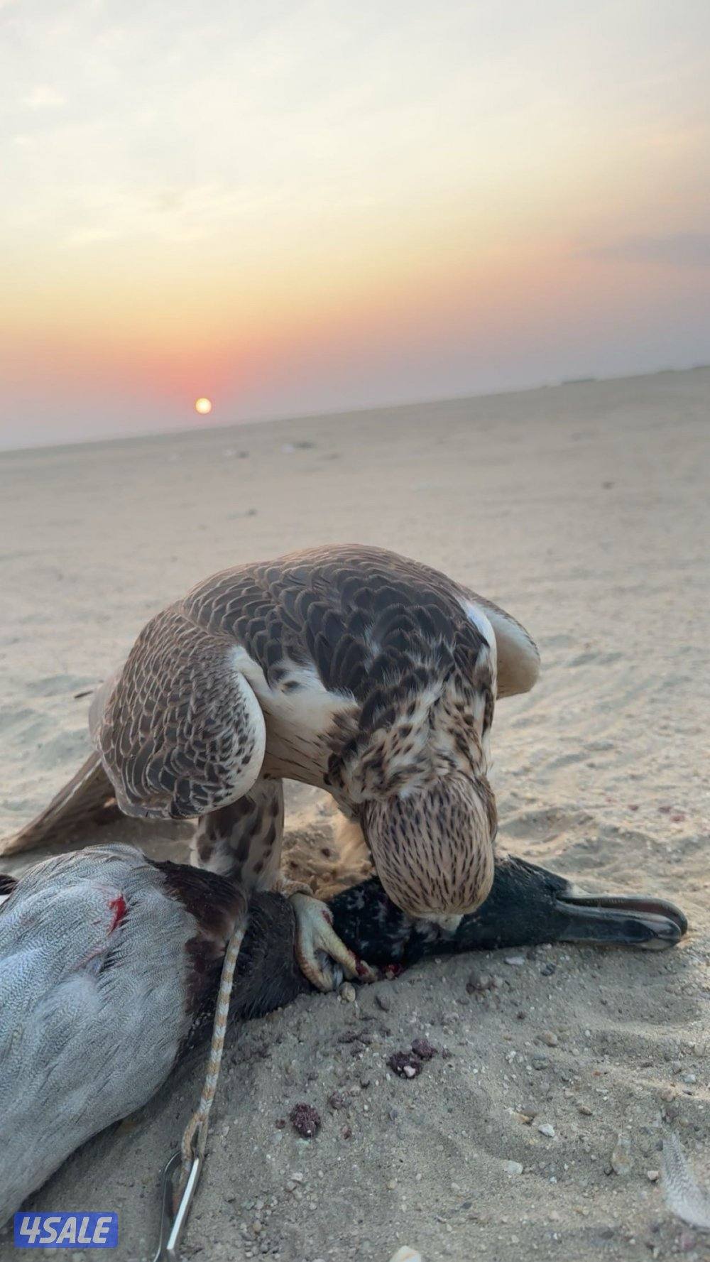 للبيع حر فارسي1