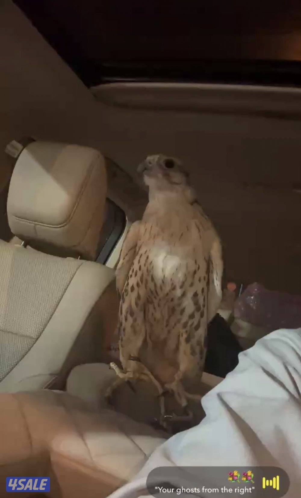 للبيع حر فارسي2