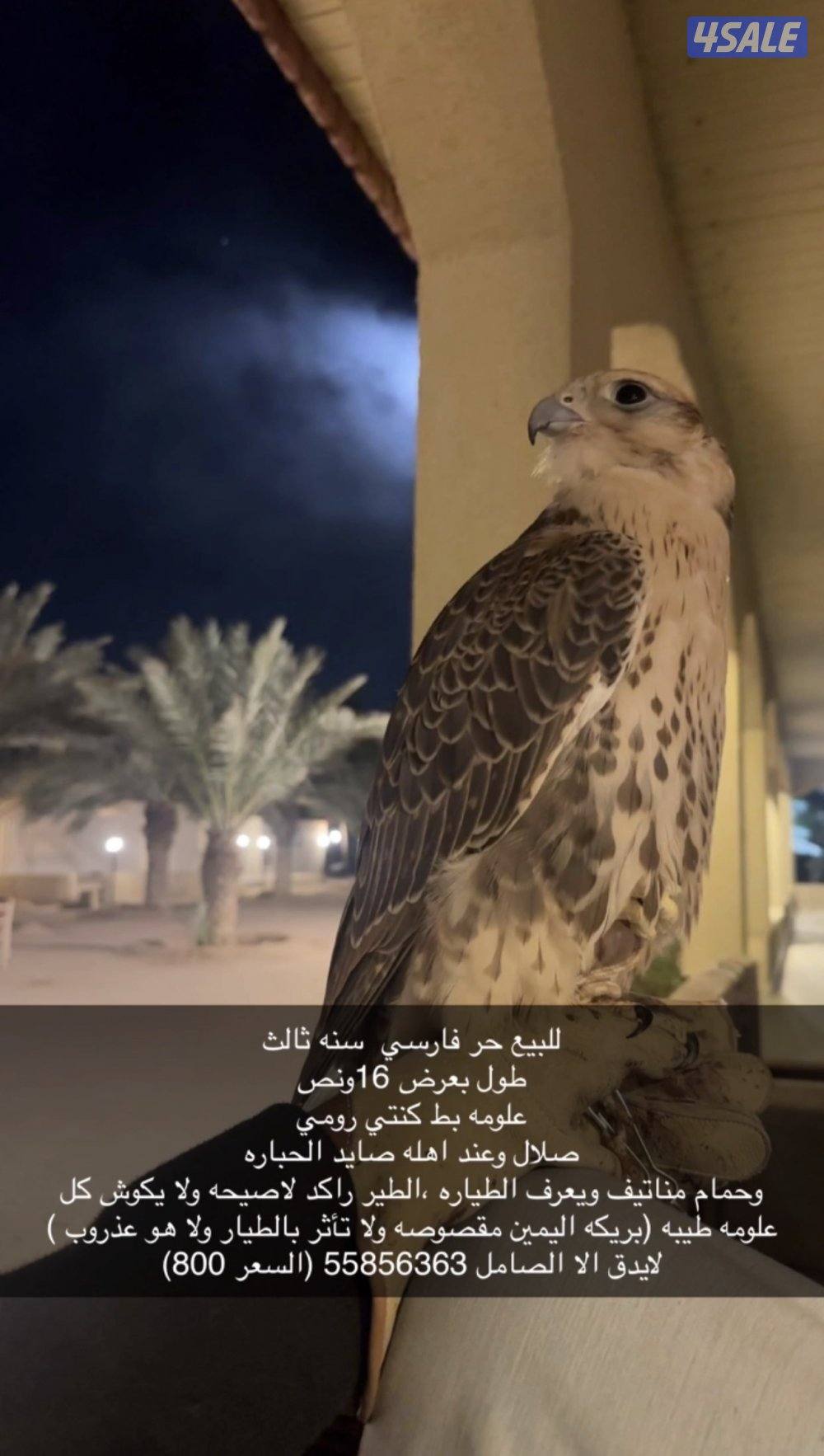 للبيع حر فارسي0