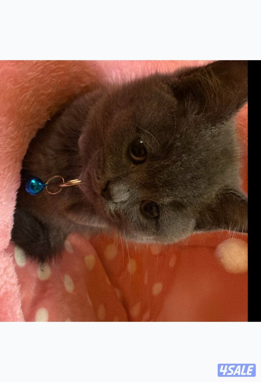 صباح الأحمد0