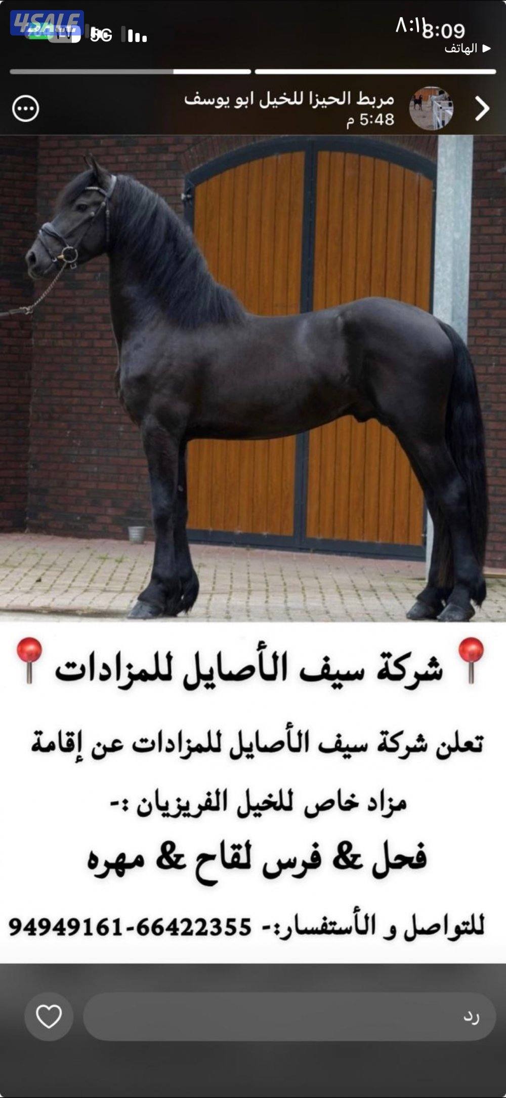 لدينا خيل فريزيان للبيع0