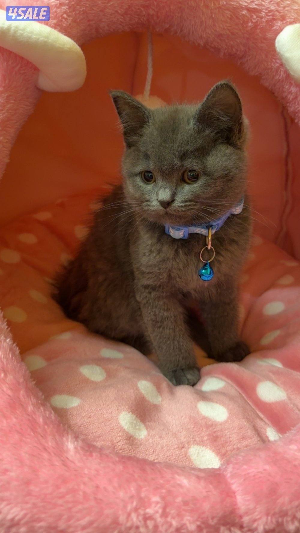 صباح الأحمد1