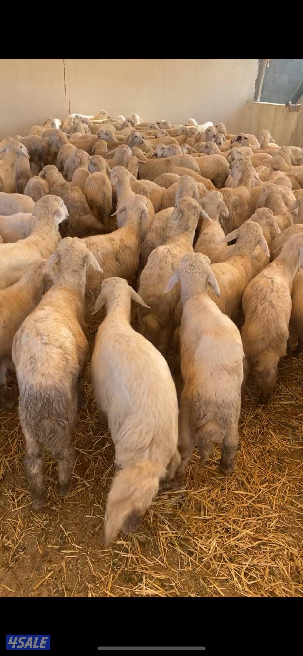 طليان صافي حري ٢٠٠ راس0