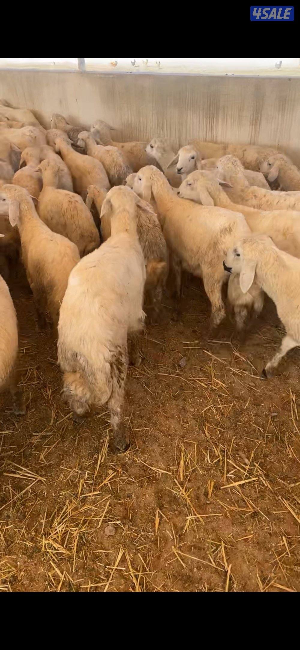 طليان صافي حري ٢٠٠ راس1