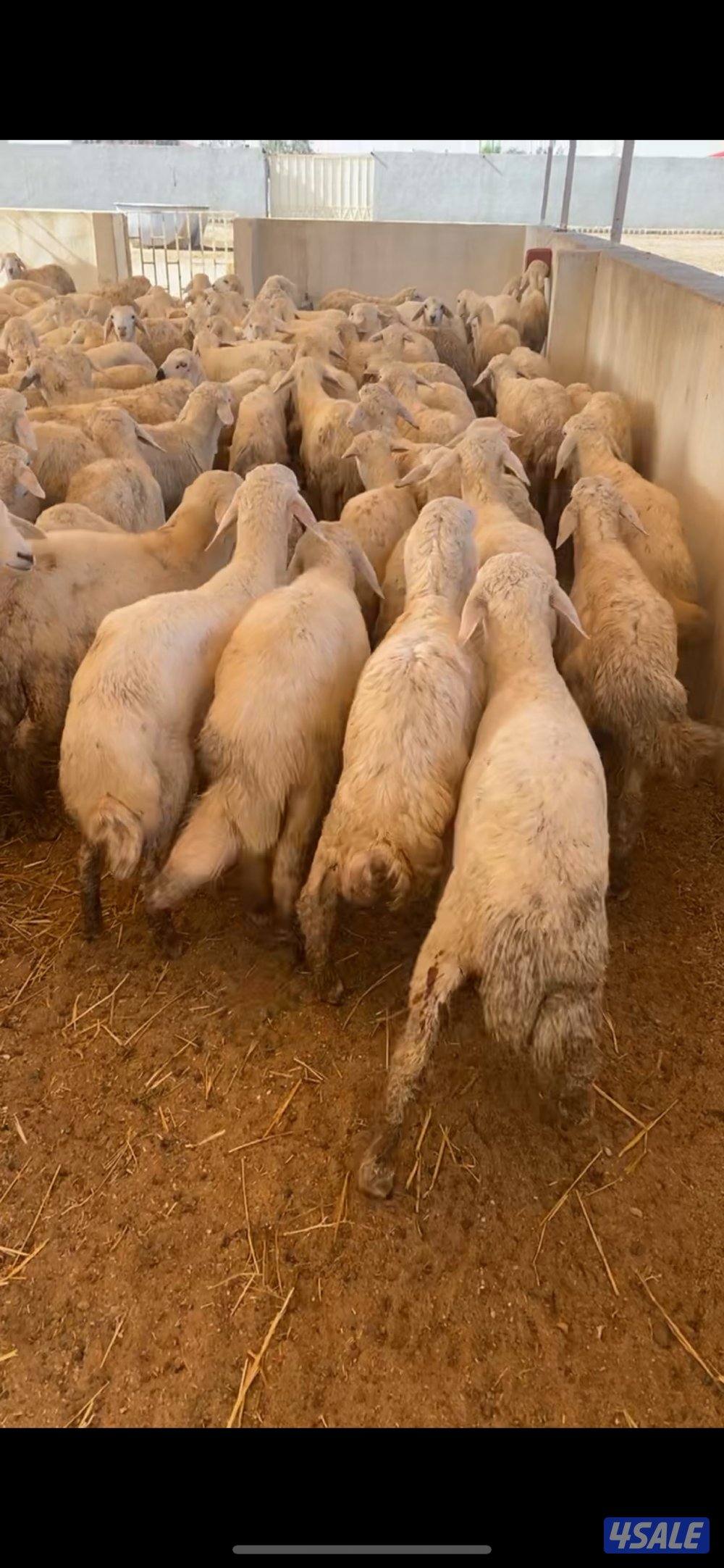 طليان صافي حري ٢٠٠ راس2