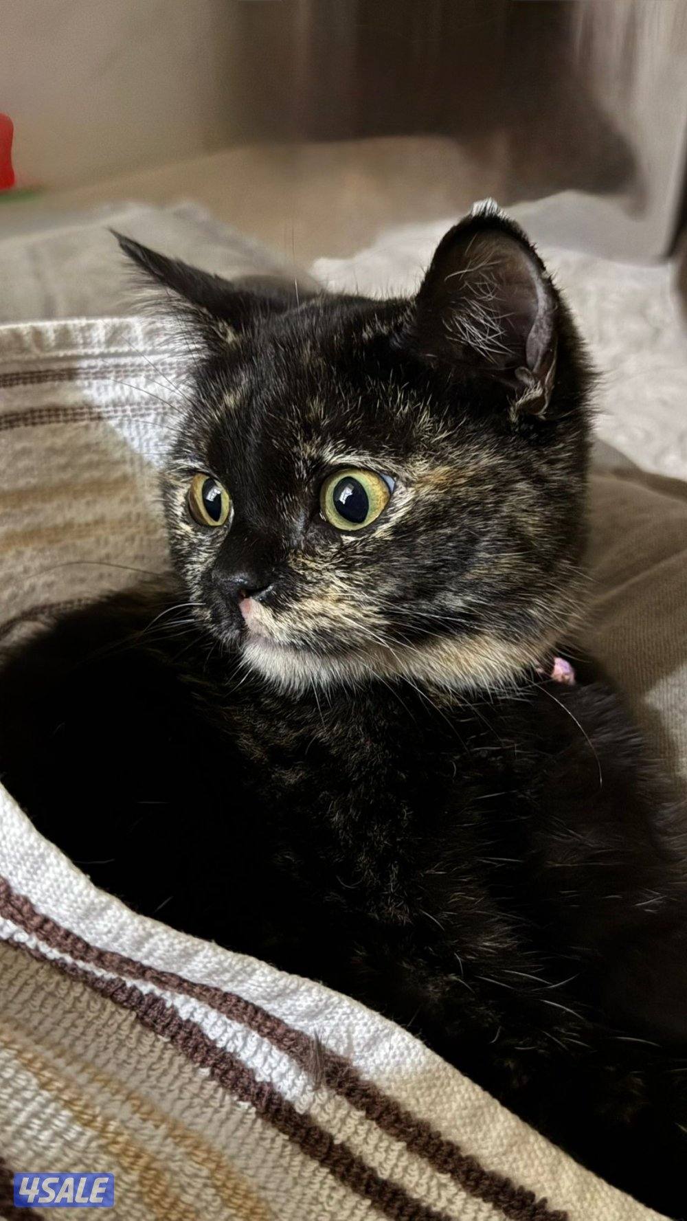 قطه جميلة 💕🪽0